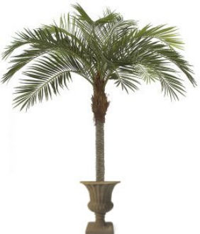 11 ft. Coconut Palm