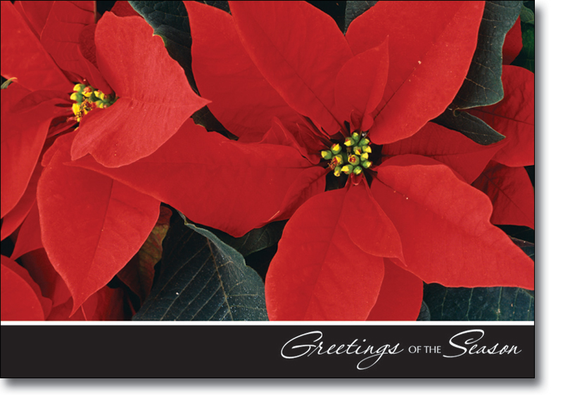 Birchcraft Studios 9045 Poinsettia Leaves  Gold Lined Envelope with White Lining  Red Ink