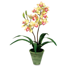 Baumgartens BAU98047 Sunny Cymbidium w Ceramic Pot 8in.x8in.x20in.