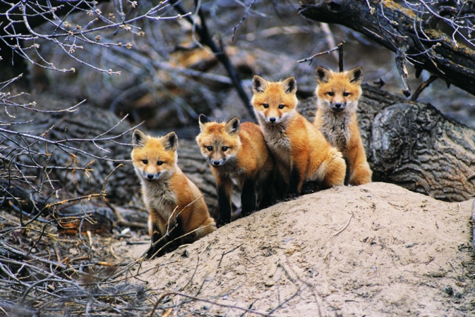 Outset Media 50045 Red Fox Pups 1000 piece puzzle