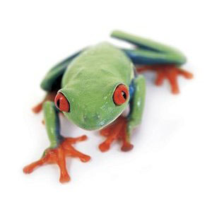 Allsop 29596 Clean-Screen MicroFiber Cleaning Cloth - Tree Frog