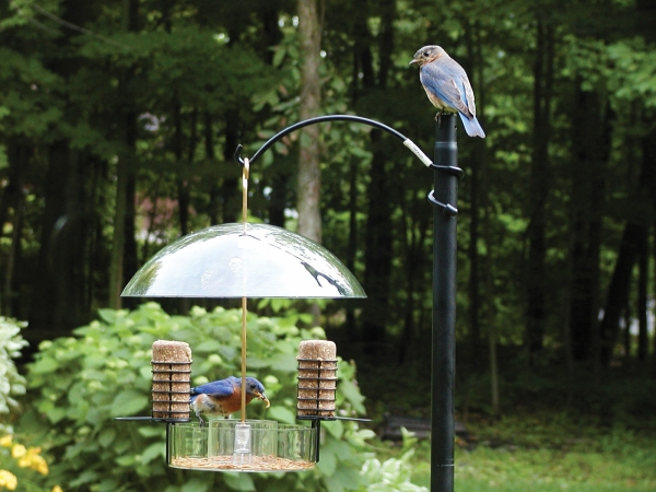 Np3005 Supper Dome With Removable Suet Holders