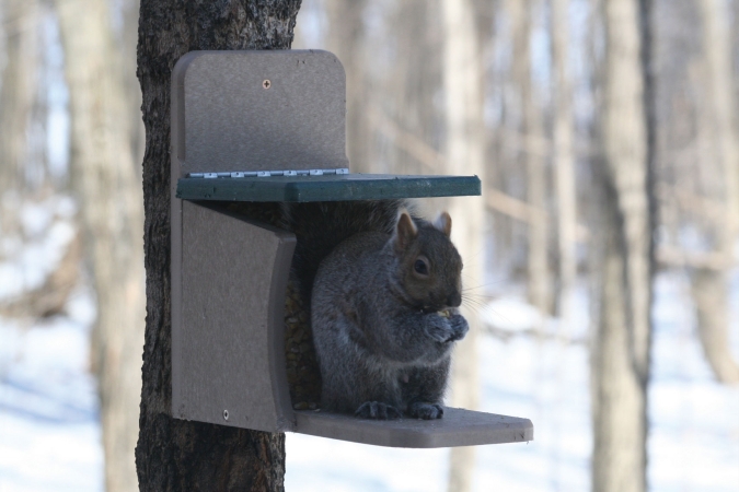 Snsq Recycled Squirrel Feeder Munch Box