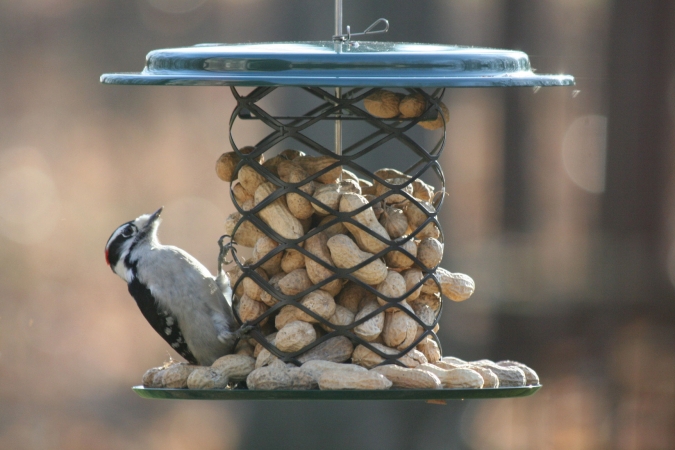 Xwpf Magnet Mesh Whole Peanut In The Shell Feeder