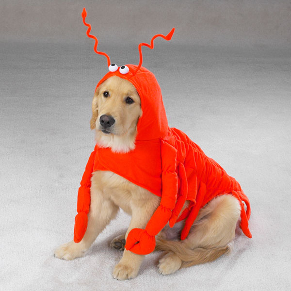 Za540 12 Casual Canine Lobster Paws Costume Sm