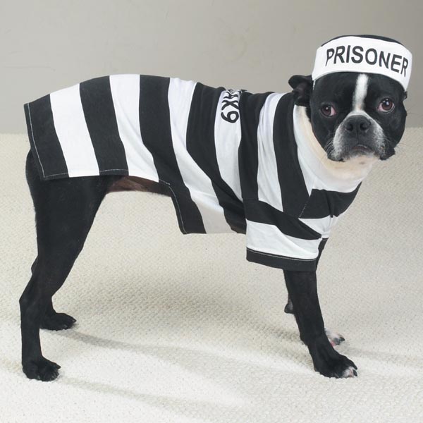 Zw894 12 Casual Canine Prison Pooch Costume Small