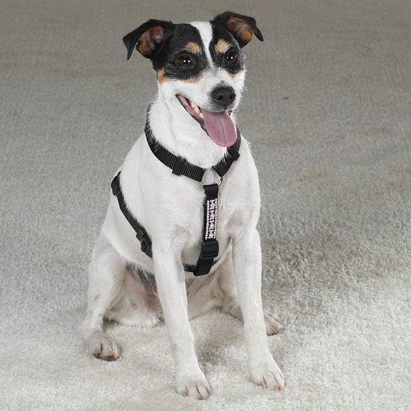 Pet Pals ZA509 14 17 East Side Rhinestone Harness 1420 In Black
