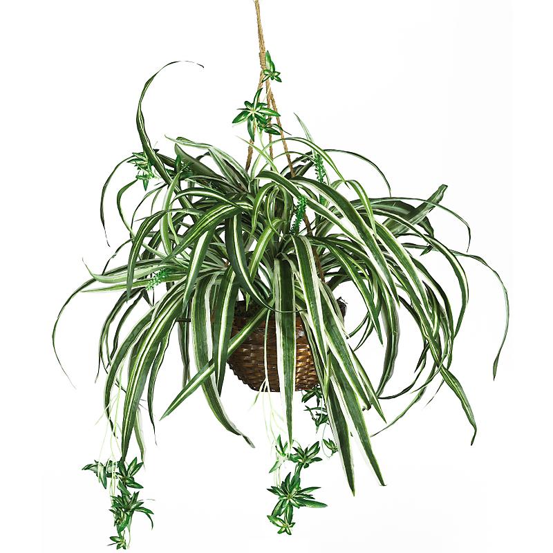 Picture for category Hanging Plants
