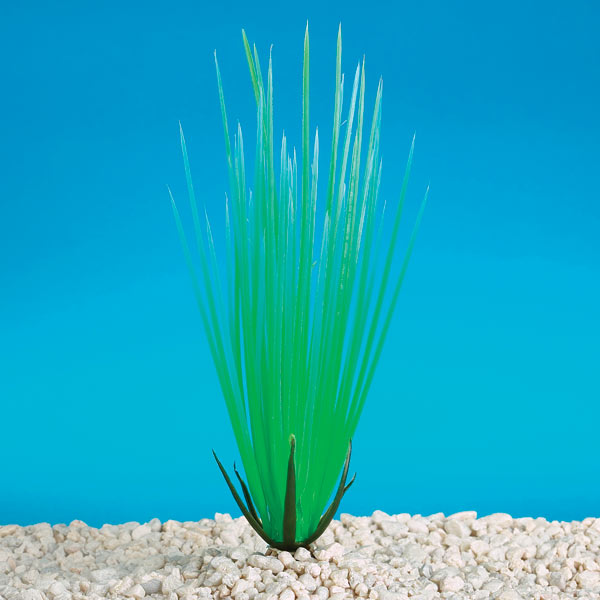 fish tank plants. Aquarium Plant - Hairgrass