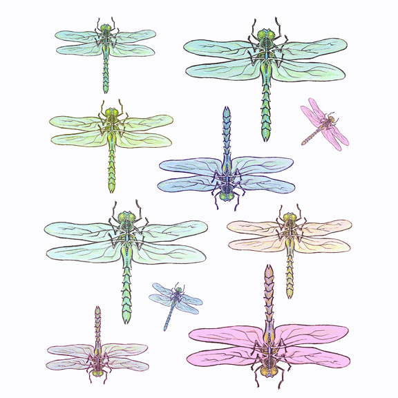 Instant Murals IMD230 10 Watercolor Dragonflies Nursery Wall Transfers