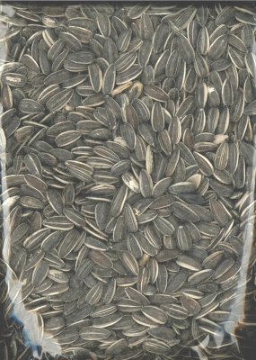 UPC 087535310033 product image for Sun Seed SN31003 40 Lbs. Sunflower Striped | upcitemdb.com