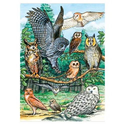 Om58810 North American Owls Tray Puzzle 35 Pcs