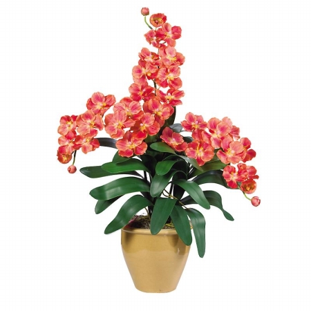 Shopzeus USA zeusd1CALA4269944 Triple Stem Vanda Orchid