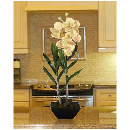 Shopzeus USA zeusd1CALA4269973 Vanda With Black Vase