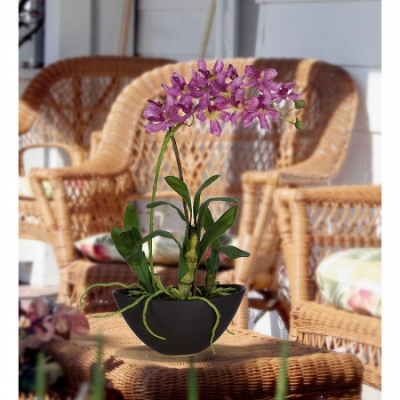 Shopzeus USA zeusd1CALA4270015 Mini Vanda With Black Vase