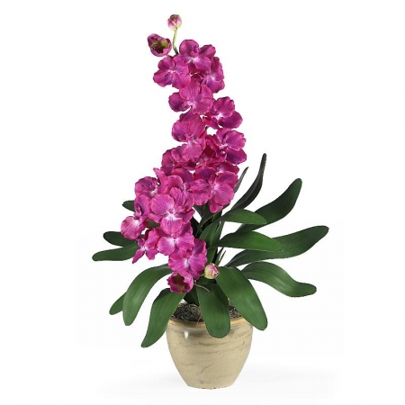 Shopzeus USA zeusd1CALA4269938 Double Stem Vanda Orchid