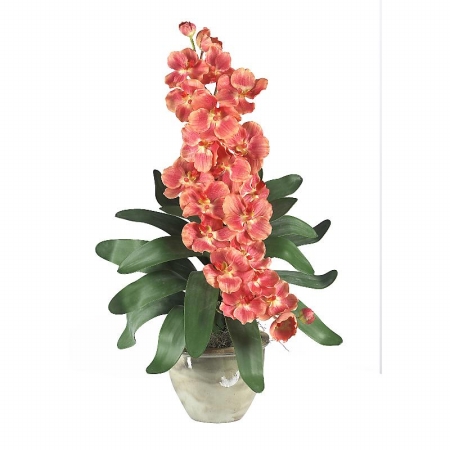 Shopzeus USA zeusd1CALA4269940 Double Stem Vanda Orchid