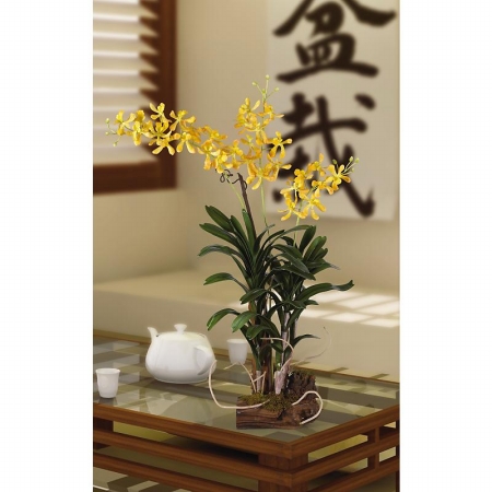 Shopzeus USA zeusd1CALA4269994 Vanda Silk Orchid Arrangement With Root Base