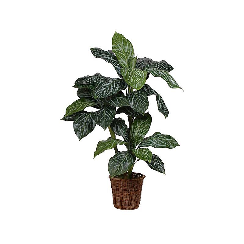Shopzeus USA zeusd1CALA4270577 Levin Silk Plant 3 Inch 6 Inch