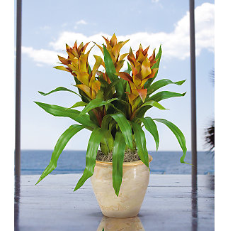 Shopzeus USA zeusd1CALA4270313 Triple Star Bromeliad