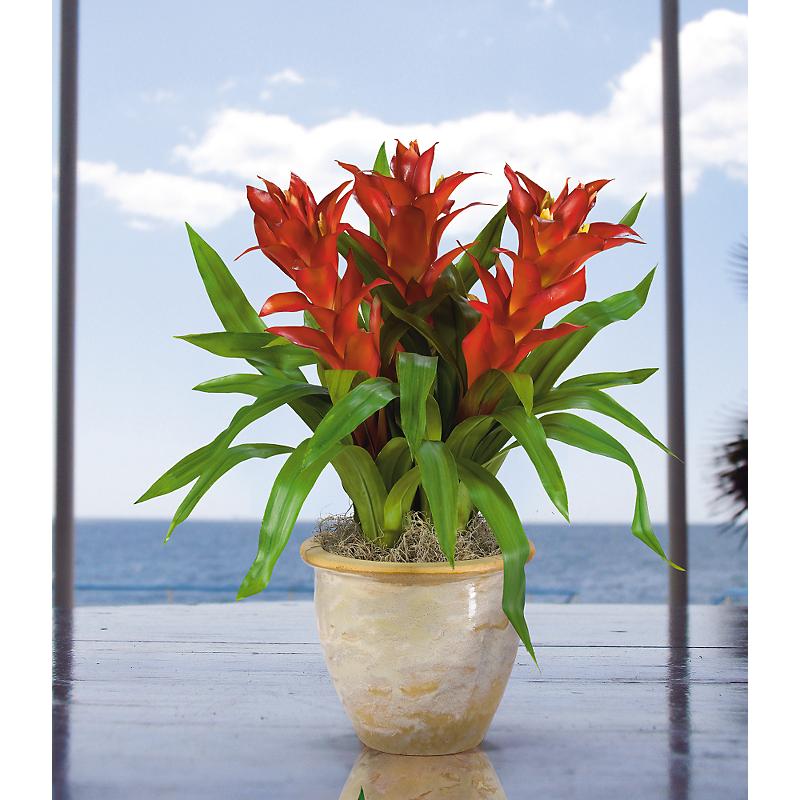 Shopzeus USA zeusd1CALA4270314 Triple Star Bromeliad