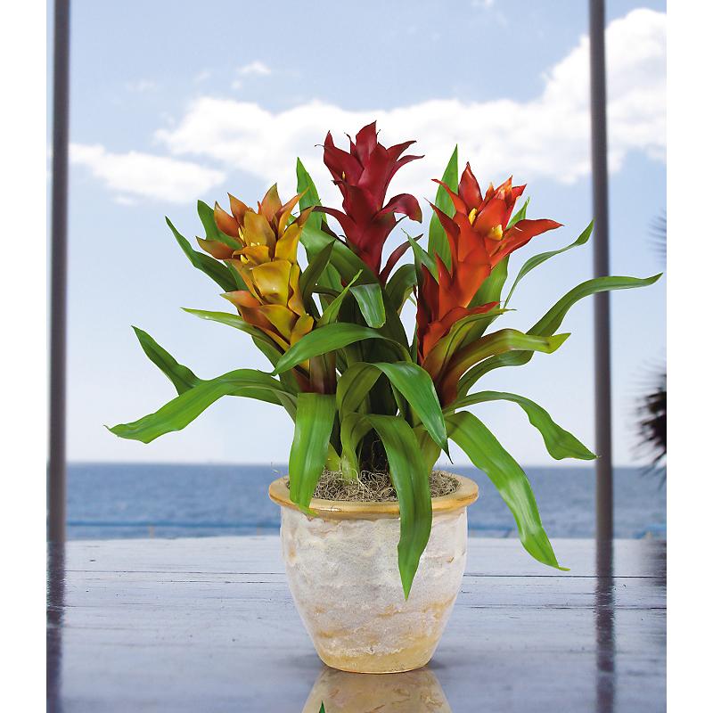 Shopzeus USA zeusd1CALA4270312 Triple Star Bromeliad
