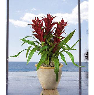 Shopzeus USA zeusd1CALA4270311 Triple Star Bromeliad