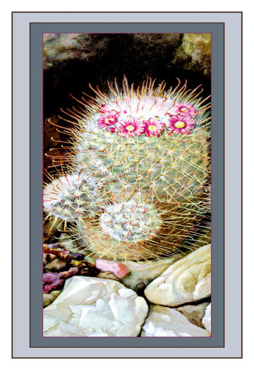 Buyenlarge 102918P2030 Cactus 20x30 poster