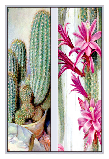 Buyenlarge 102888P2030 Cactus and Flower 20x30 poster