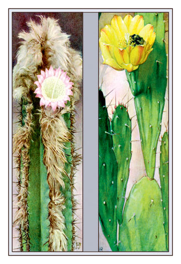 Buyenlarge 102748P2030 Cactus Flowers 20x30 poster