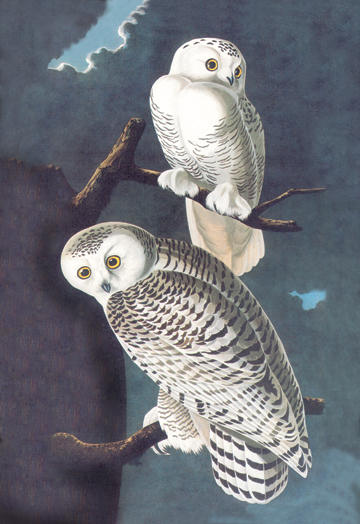 Buyenlarge 035498P2030 Snowy Owl 20x30 poster