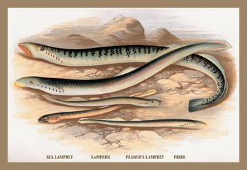 Buyenlarge 155949P2030 Sea Lamprey#44; Lampern#44; Planers Lamprey and Pride 20x