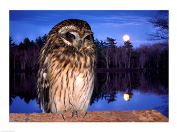 Liebermans SAL1346776 Barred Owl perching on a log 24.00 x 18.00 Poster Print