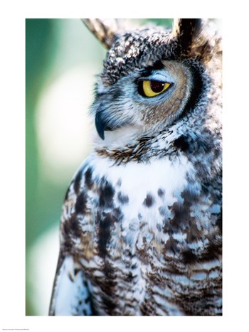 Liebermans SAL14866428 Great Horned Owl 18.00 x 24.00 Poster Print