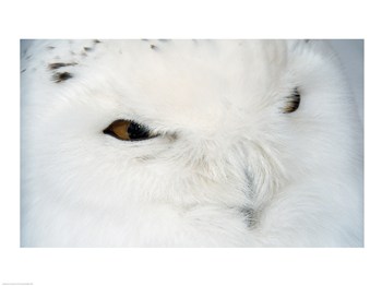 Liebermans SAL14865591 Snowy Owl 24.00 x 18.00 Poster Print