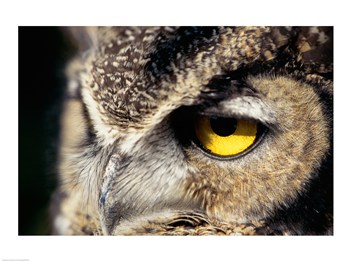 Liebermans SAL14869156 Horned Owl 18.00 x 24.00 Poster Print