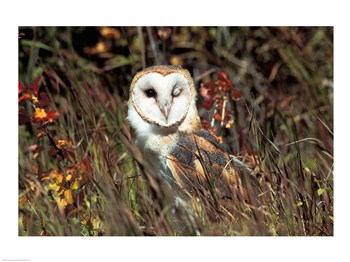 Liebermans SAL1257258 Owl 24.00 x 18.00 Poster Print