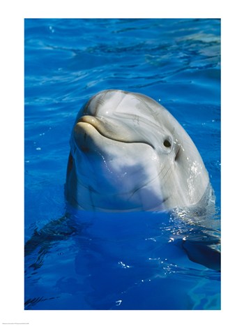 Dolphin 18.00 X 24.00 Poster Print