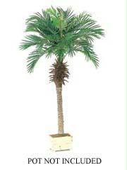 AFC PTP605 Pack of 2 Artificial Phoenix Palm Trees 5 ft.