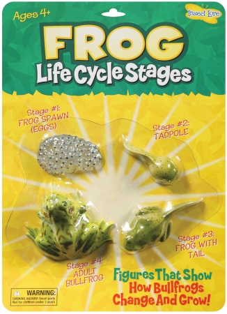 468136 Life Cycle Stages-frog