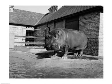 Sal255420711 Usa Louisiana New Orleans Hippopotamus In Zoo -24 X 18- Poster Print