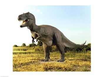 Close-up Of A Tyrannosaurus Rex Standing In A Field -24 X 18- Poster Print