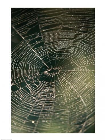 Close-up Of A Spider's Web -18 X 24- Poster Print