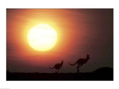 Sal152617 Kangaroos Australia -24 X 18- Poster Print