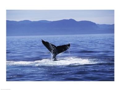 Tail Fin Of A Humpback Whale In The Sea Alaska Usa -24 X 18- Poster Print