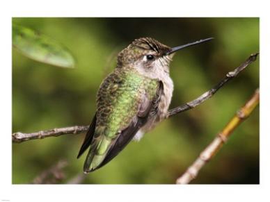 Pivot Publishing B PPBPVP1656 Hummingbird II 24 x 18 Poster Print