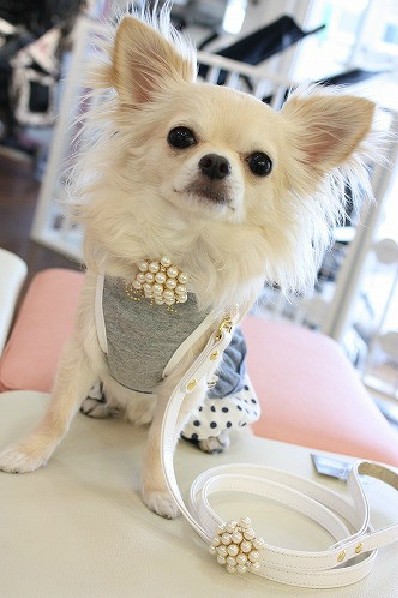CET Domain SZ181014MEDIUM Variety of White Pearls Pet Collars Leashes for Dogs F