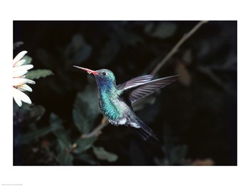 PVT/Superstock SAL3803476915 Broad Billed Hummingbird 24 x 18 Poster Print