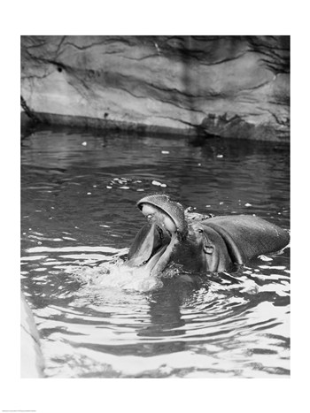 Sal255423419 Hippopotamus -hippopotamus Amphibius- In Water -18 X 24- Poster Print