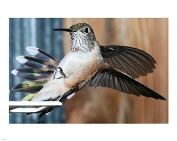 Pivot Publishing  B PPBPVP1556 Broadtailed Hummingbird Female Landing at Feeder 10 x 8 Poster Print